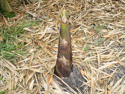 Bamboo Shoot in Early Stages of Growth